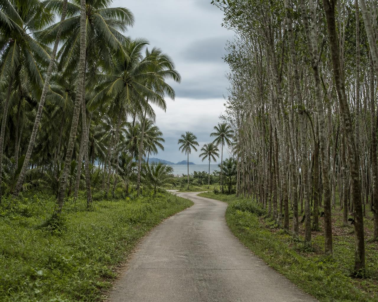 Cemented access road through the coconut and rubber plantation